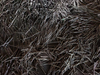 Polished Flat Head Common Round Wire Steel Iron Nails