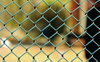 Green or Black Vinyl Coated Chain Link Garden Fence