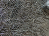 Common Nails/Common Iron Wire Nails