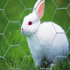 Chicken Rabbit Wire Mesh