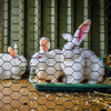 Rabbit Wire Mesh / Chicken Wire Mesh