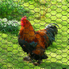 Galvanized Wire Mesh/PVC Coated Galvanized Hexagonal Wire Netting Chicken Mesh