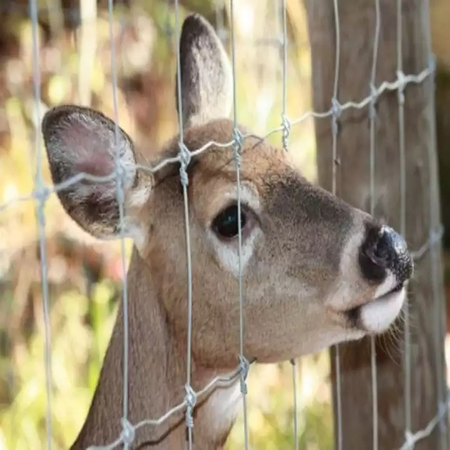 Galvanized Field Fencing Livestock Goat Sheep Cow Deer Wire Grassland Field Fence