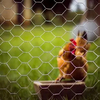 Galvanized Wire Mesh/PVC Coated Galvanized Hexagonal Wire Netting Chicken Mesh